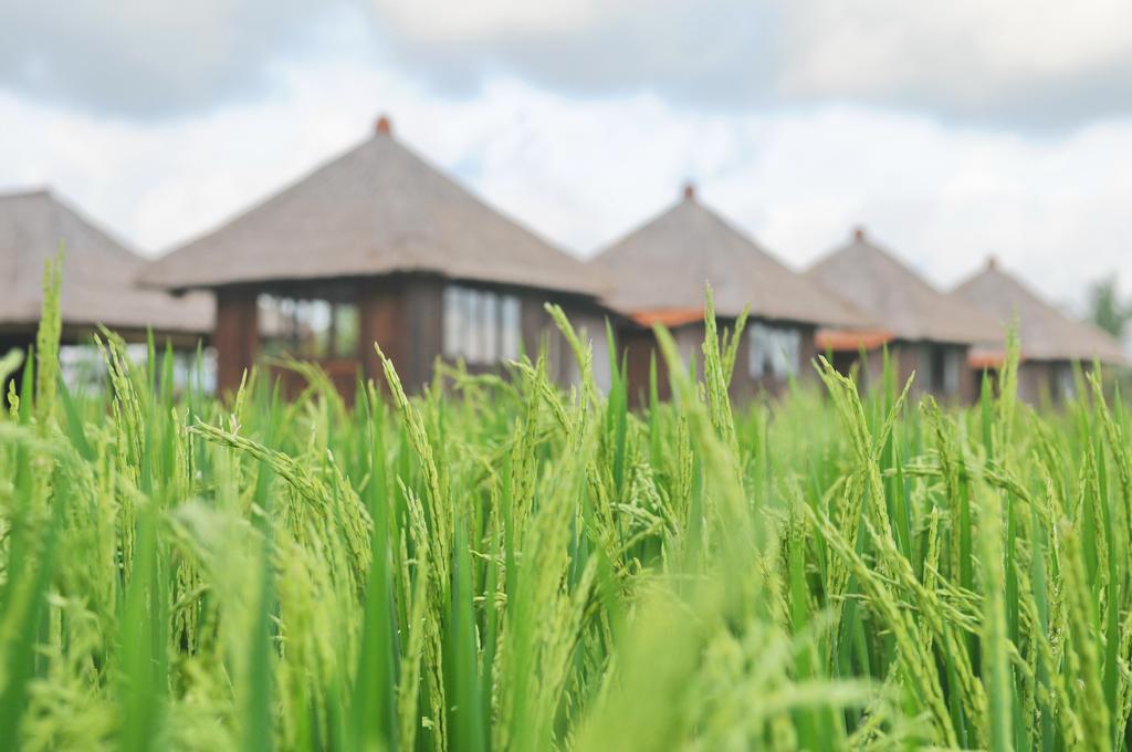 Taman Bintang Villa Ubud Zewnętrze zdjęcie